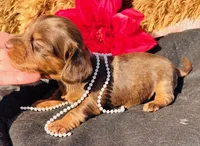 Mandy-Longhair Dapple, a female Miniature Dachshund for sale in Tulsa, OK – Photo 4 of 5