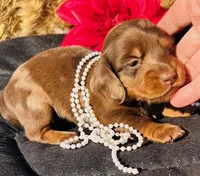 Mandy-Longhair Dapple, a female Miniature Dachshund for sale in Tulsa, OK – Photo 1 of 5