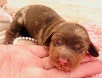 Mandy-Longhair Dapple, a female Miniature Dachshund for sale in Tulsa, OK – Photo 3 of 5