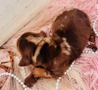 Mandy-Longhair Dapple, a female Miniature Dachshund for sale in Tulsa, OK – Photo 2 of 5