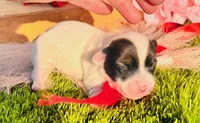 Kyle, a male Jack Russell Terrier for sale in Tulsa, OK – Photo 3 of 3