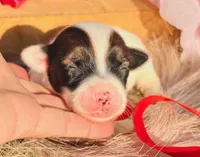 Kyle, a male Jack Russell Terrier for sale in Tulsa, OK – Photo 1 of 3