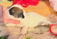 Kyle, a male Jack Russell Terrier for sale in Tulsa, OK – Photo 2 of 3