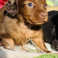 Red Dapple, a female Miniature Dachshund for sale in Tulsa, OK – Photo 3 of 3