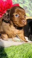 Red Dapple, a female Miniature Dachshund for sale in Tulsa, OK – Photo 3 of 3