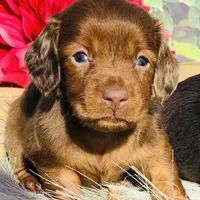 Red Dapple, a female Miniature Dachshund for sale in Tulsa, OK – Photo 2 of 3