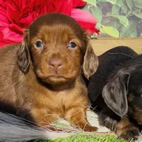Red Dapple, a female Miniature Dachshund for sale in Tulsa, OK – Photo 1 of 3