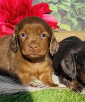 Red Dapple, a female Miniature Dachshund for sale in Tulsa, OK – Photo 1 of 3