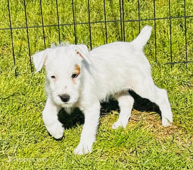 Murdock-Health Tested – Jack Russell Terrier puppy for sale in Tulsa, OK