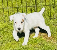 Murdock-Health Tested, a male Jack Russell Terrier for sale in Tulsa, OK – 1 of 5