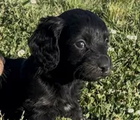 Black Beauty, a male Miniature Dachshund for sale in Tulsa, OK – 2 of 4