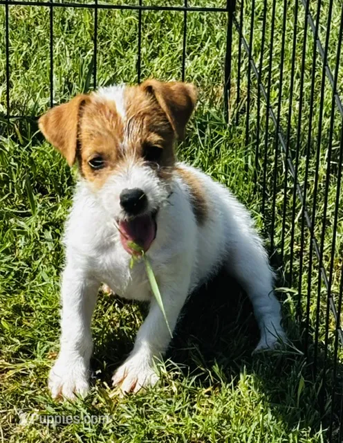 Trigger – Jack Russell Terrier puppy for sale in Tulsa, OK