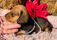 Ricky, a male Miniature Dachshund for sale in Tulsa, OK – Photo 2 of 2