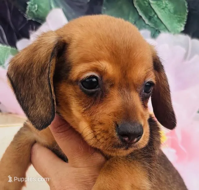 Ricky-the little RASCAL! – Miniature Dachshund puppy for sale in Tulsa, OK