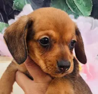 Ricky-the little RASCAL!, a male Miniature Dachshund for sale in Tulsa, OK – Photo 1 of 4