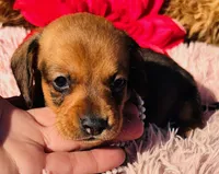 Ricky, a male Miniature Dachshund for sale in Tulsa, OK – Photo 1 of 2