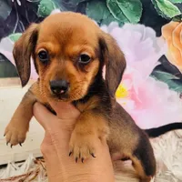 Ricky-the little RASCAL!, a male Miniature Dachshund for sale in Tulsa, OK – Photo 2 of 4