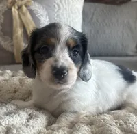 SUGAR-Dapple!!, a female Miniature Dachshund for sale in Tulsa, OK – 2 of 5