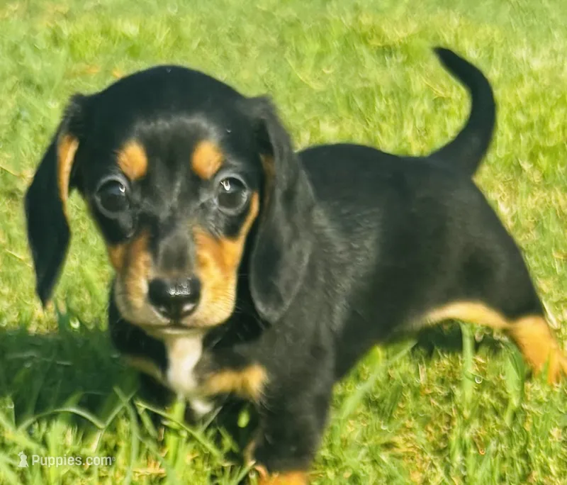 Bailey – Miniature Dachshund puppy for sale in Tulsa, OK