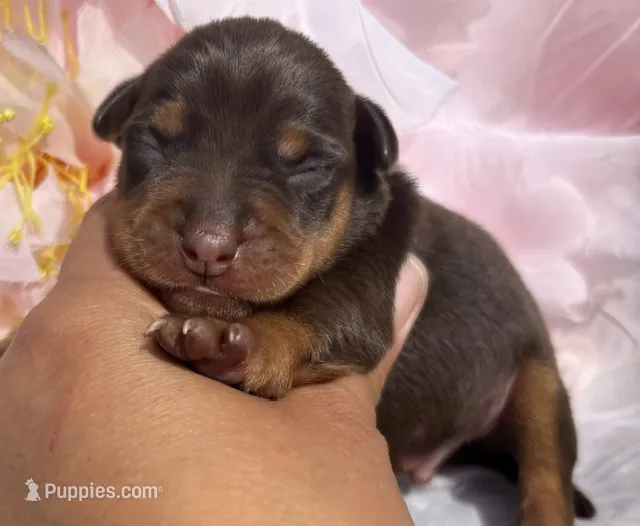 Nelson-Chocolate – Miniature Pinscher puppy for sale in Claremore, OK