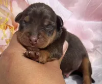 Nelson-Chocolate, a male Miniature Pinscher for sale in Claremore, OK – 1 of 1
