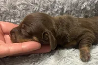 AKC Chocolate, a male Miniature Dachshund for sale in Claremore, OK – 2 of 2