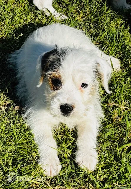 Maddie-Health Tested – Jack Russell Terrier puppy for sale in Tulsa, OK