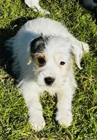 Maddie-Health Tested, a female Jack Russell Terrier for sale in Tulsa, OK – 1 of 5