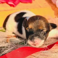 King-Health Tested, a male Jack Russell Terrier for sale in Tulsa, OK – Photo 4 of 5