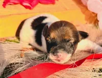 King, a female Jack Russell Terrier for sale in Tulsa, OK – Photo 1 of 2