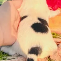 King-Health Tested, a male Jack Russell Terrier for sale in Tulsa, OK – Photo 5 of 5