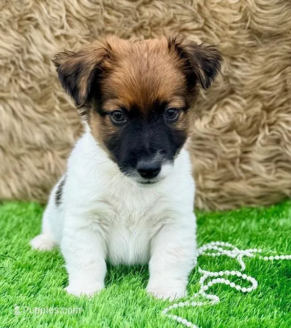 King-Health Tested – Jack Russell Terrier puppy for sale in Tulsa, OK