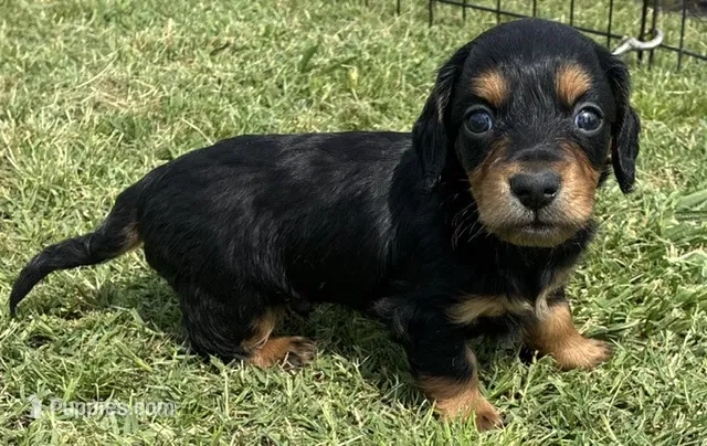 Longhair Armanie – Miniature Dachshund puppy for sale in Tulsa, OK