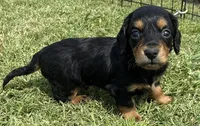 Longhair Armanie, a male Miniature Dachshund for sale in Tulsa, OK – 1 of 5