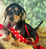 Bailey, a female Miniature Dachshund for sale in Tulsa, OK – 2 of 2