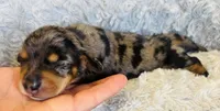 AKC Dapple-FEMALE, a female Miniature Dachshund for sale in Claremore, OK – 2 of 4