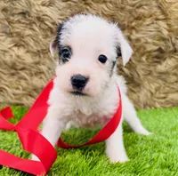 Maddie-Health Tested, a female Jack Russell Terrier for sale in Tulsa, OK – Photo 2 of 3