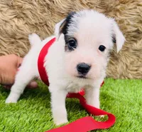 Maddie-Health Tested, a female Jack Russell Terrier for sale in Tulsa, OK – Photo 3 of 3