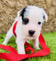 Maddie-Health Tested, a female Jack Russell Terrier for sale in Tulsa, OK – Photo 1 of 3