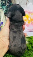 Dapple Andy, a male Miniature Dachshund for sale in Tulsa, OK – 2 of 2