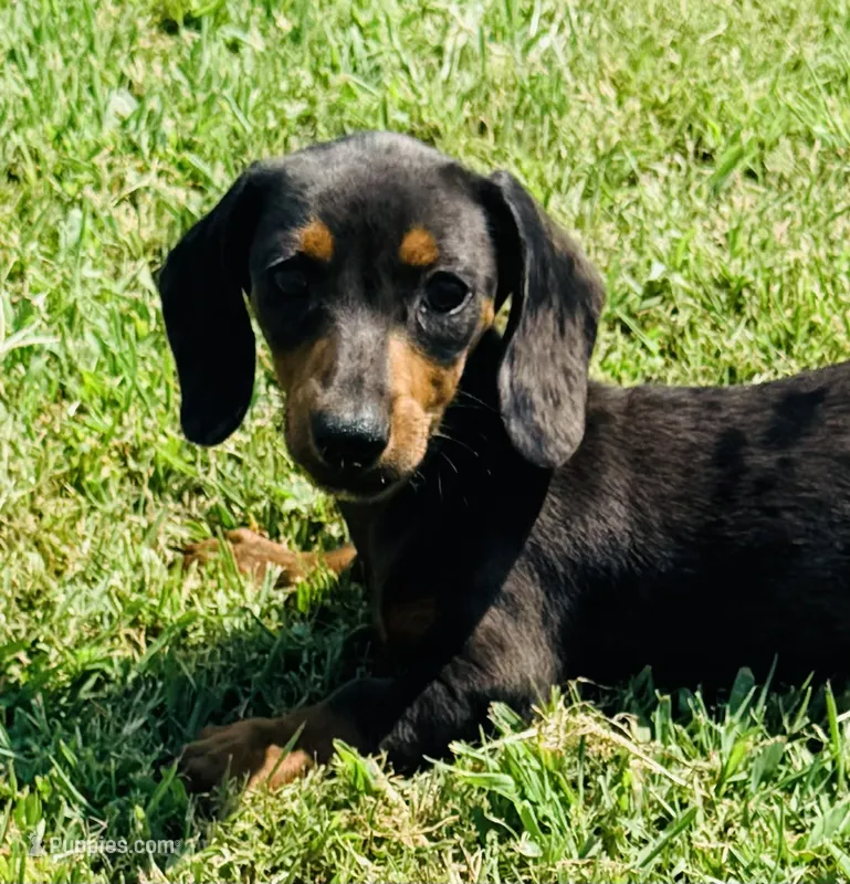 Dapple Andy – Miniature Dachshund puppy for sale in Tulsa, OK