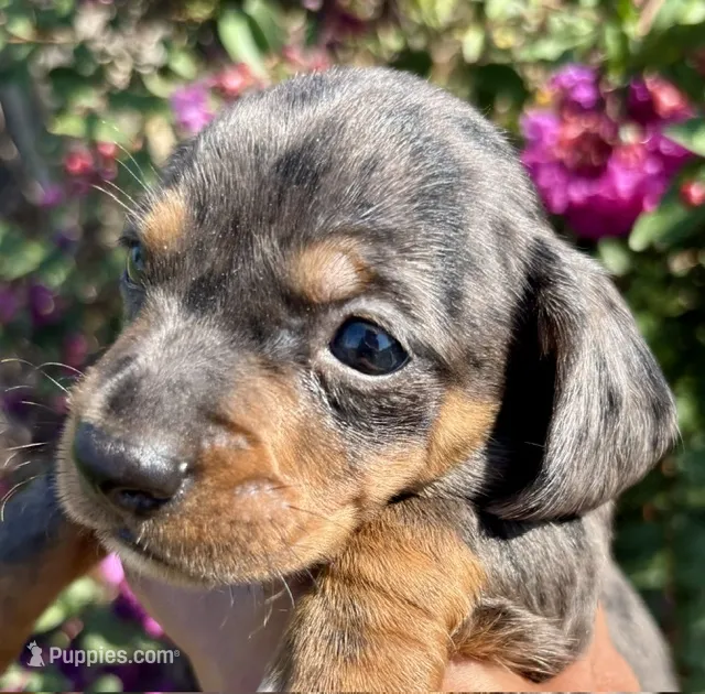 Marlow-Dapple – Miniature Dachshund puppy for sale in Claremore, OK