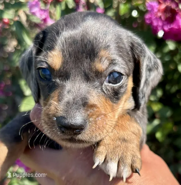 Mason-Dapple – Miniature Dachshund puppy for sale in Claremore, OK