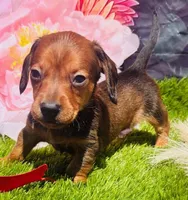 Rudy- Personality+ in a TINY body!, a male Miniature Dachshund for sale in Tulsa, OK – Photo 1 of 4