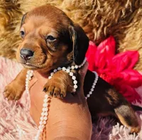 Rudy, a male Miniature Dachshund for sale in Tulsa, OK – Photo 1 of 2
