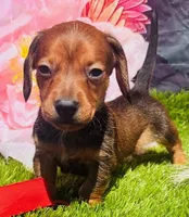 Rudy- Personality+ in a TINY body!, a male Miniature Dachshund for sale in Tulsa, OK – Photo 2 of 4