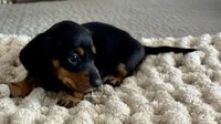 Teddy, a male Miniature Dachshund for sale in Tulsa, OK – 2 of 3