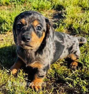 Electra- DAPPLE – Miniature Dachshund puppy for sale in Tulsa, OK