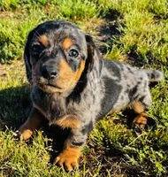 Electra- DAPPLE, a female Miniature Dachshund for sale in Tulsa, OK – 1 of 3