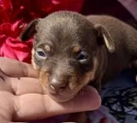 Parker-CHOCOLATE, a male Miniature Pinscher for sale in Claremore, OK – 2 of 2